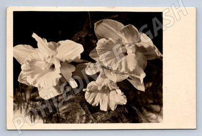 ČB narcisy etnografie (M2450)