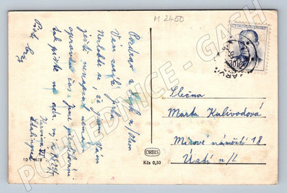 ČB narcisy etnografie (M2450)