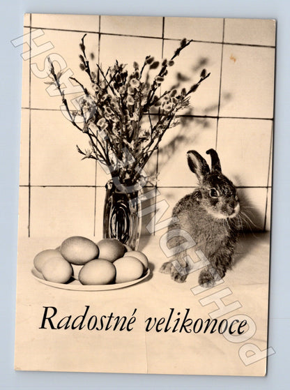 Pohlednice Velikonoce zajíček a kočičky (M24530)