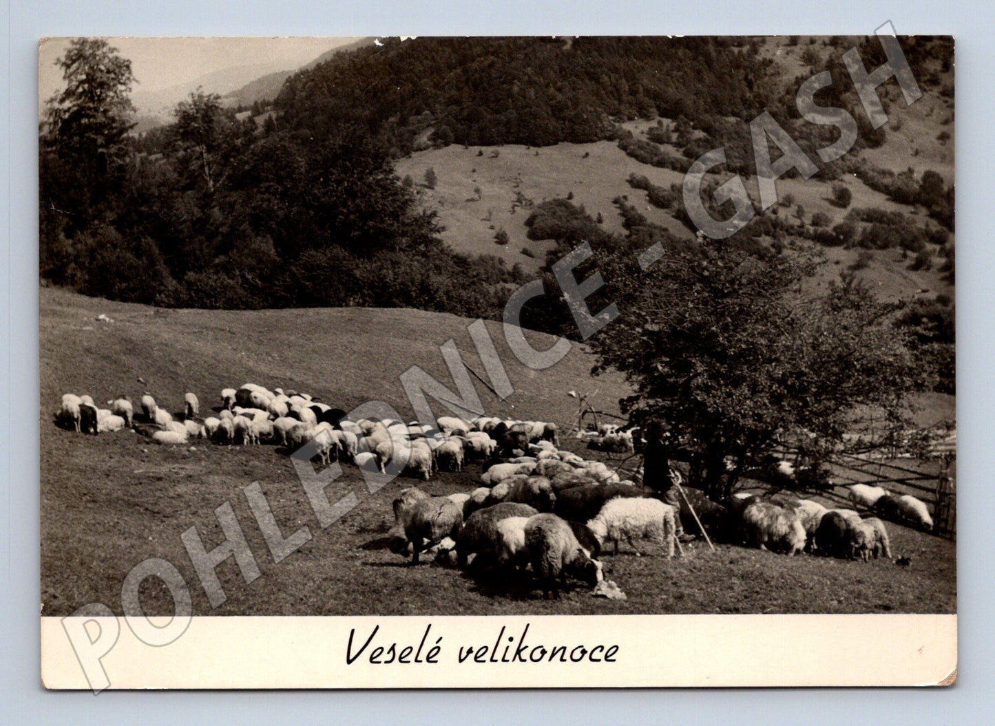 Pohlednice pasoucí se ovce Veselé velikonoce 1947 (M24536)