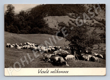 Pohlednice pasoucí se ovce Veselé velikonoce 1947 (M24536)