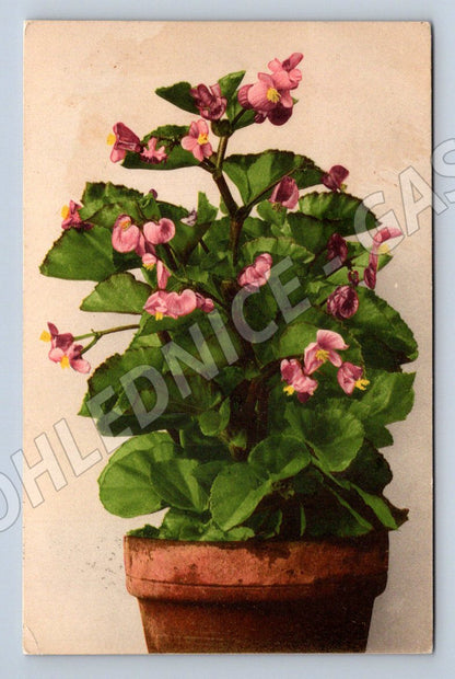 Květinová malba v květináči 1908 etnografie (M2456)