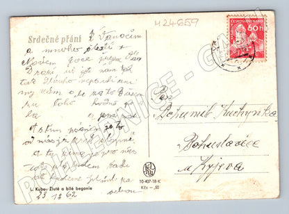 Pohlednice Kytice žlutých a bílých begonií 1962 (M24659)