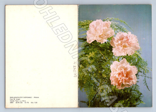 Pohlednice Květiny karafiáty 1978 (M24679)