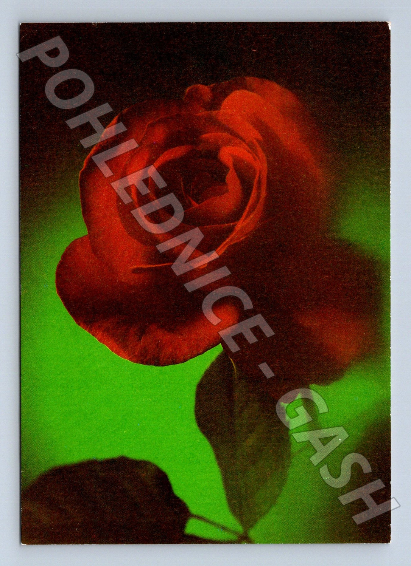 Pohlednice Německo červená růže 1987 (M24686)