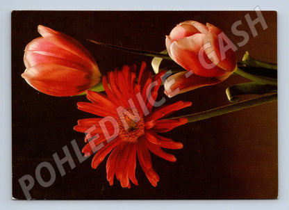 Pohlednice Kytice tulipánů a gerbery 1962 (M24710)