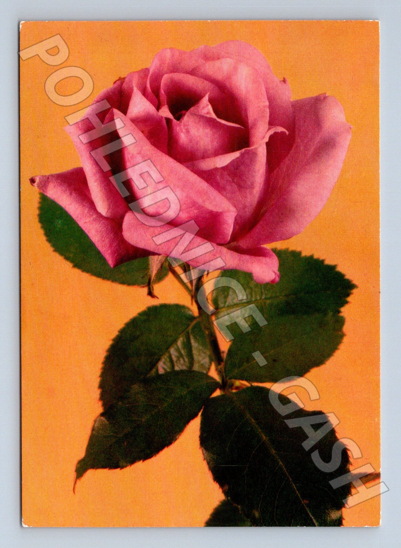 Pohlednice růže 1990 (M24719)