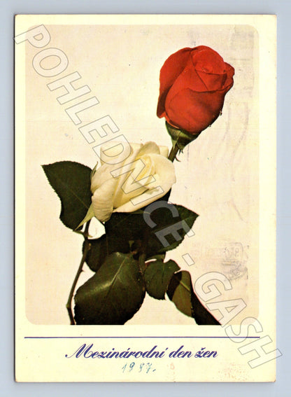 Pohlednice Mezinárodní den žen růže 1987 (M24723)