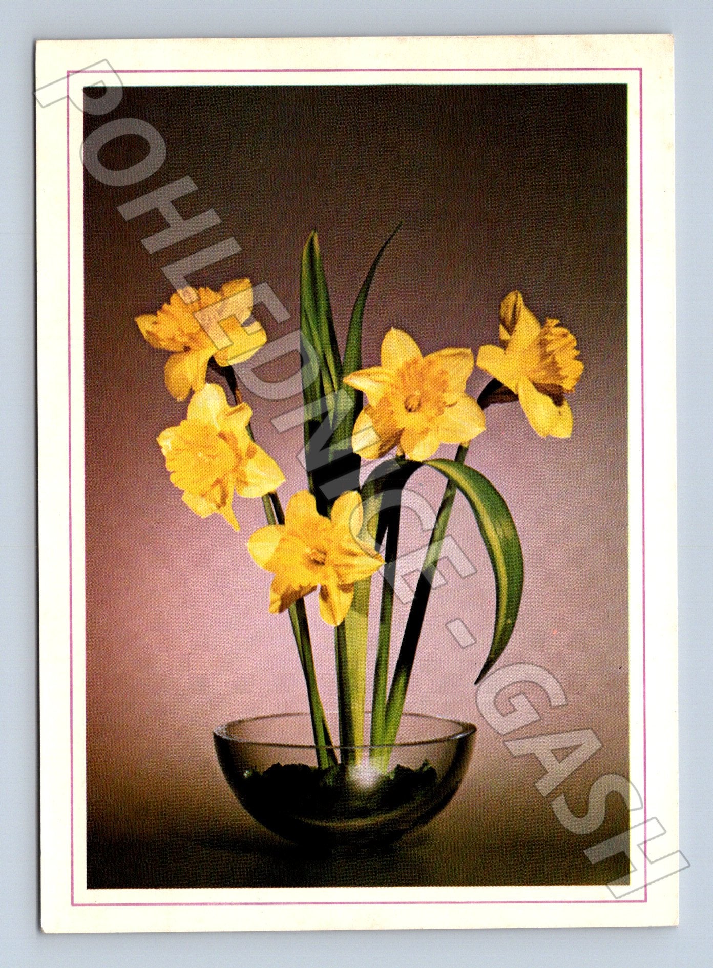 Pohlednice Československo Kytice narcisů (M24725)