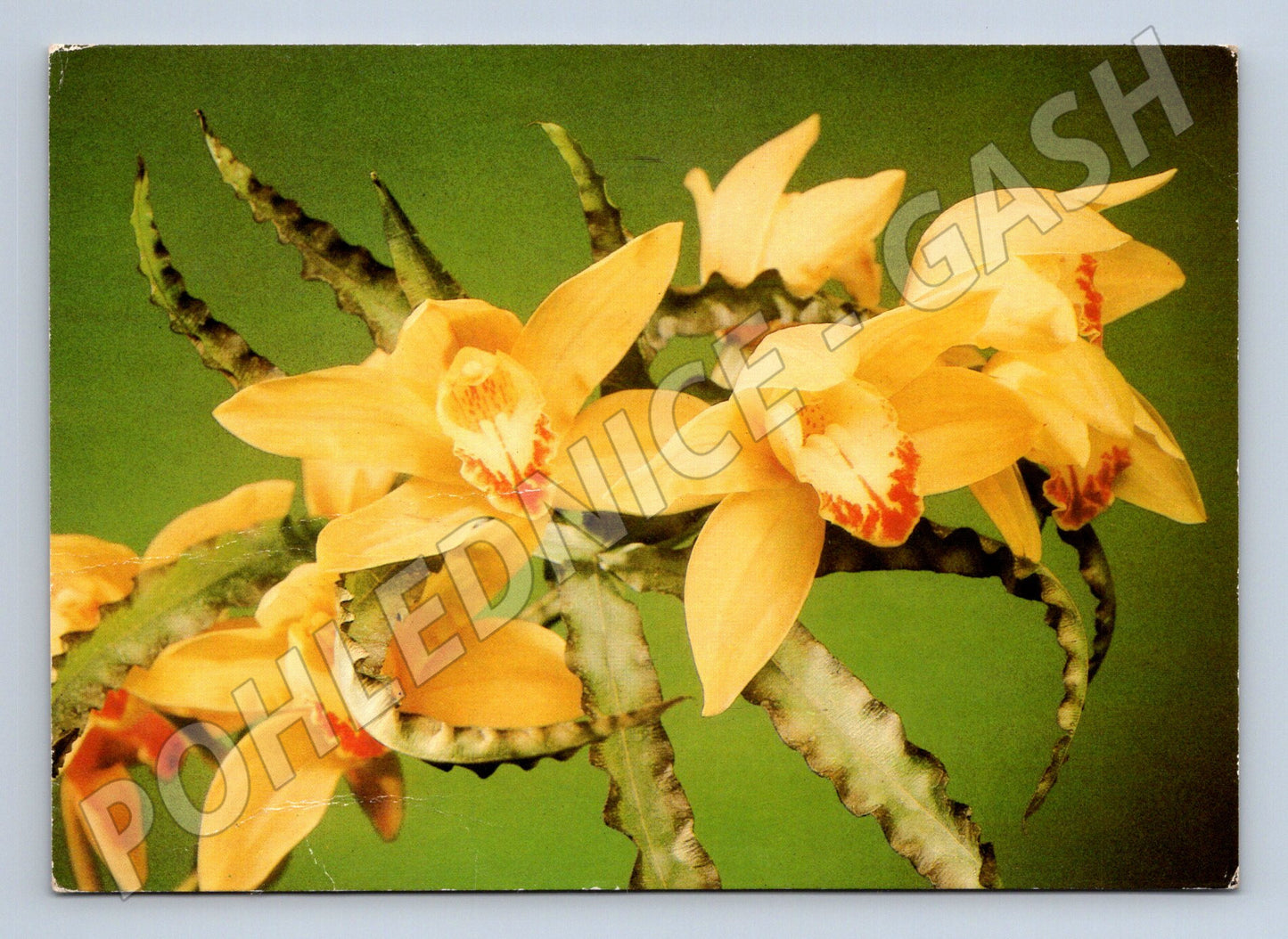 Pohlednice žluté orchideje 1980 (M24730)