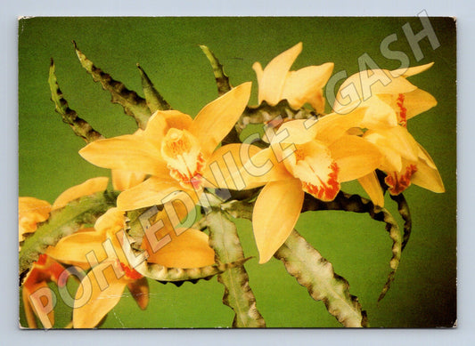 Pohlednice žluté orchideje 1980 (M24730)