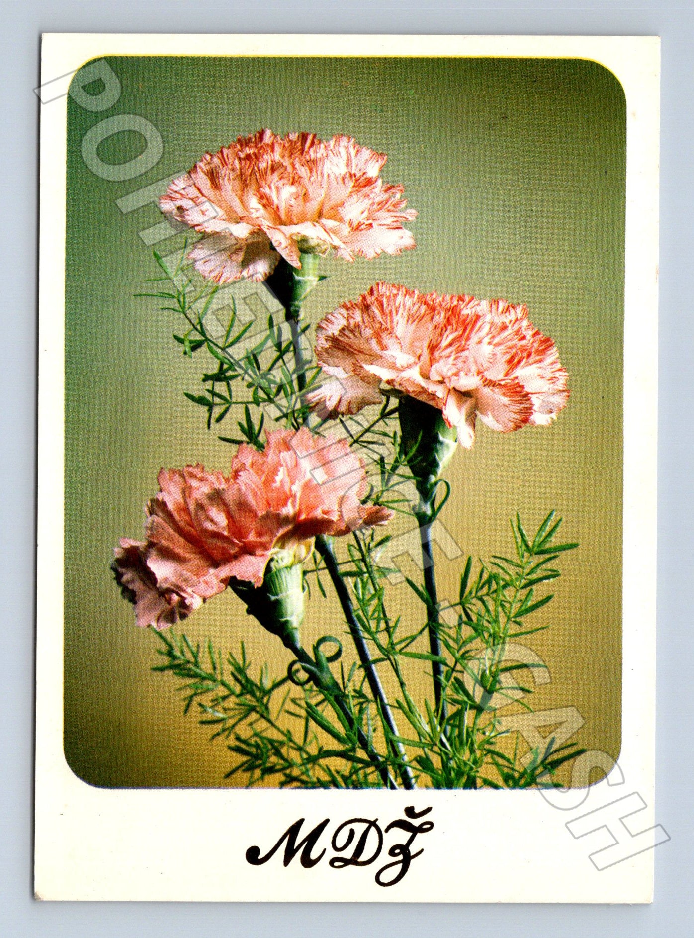 Pohlednice květiny karafiáty 1989 (M24735)