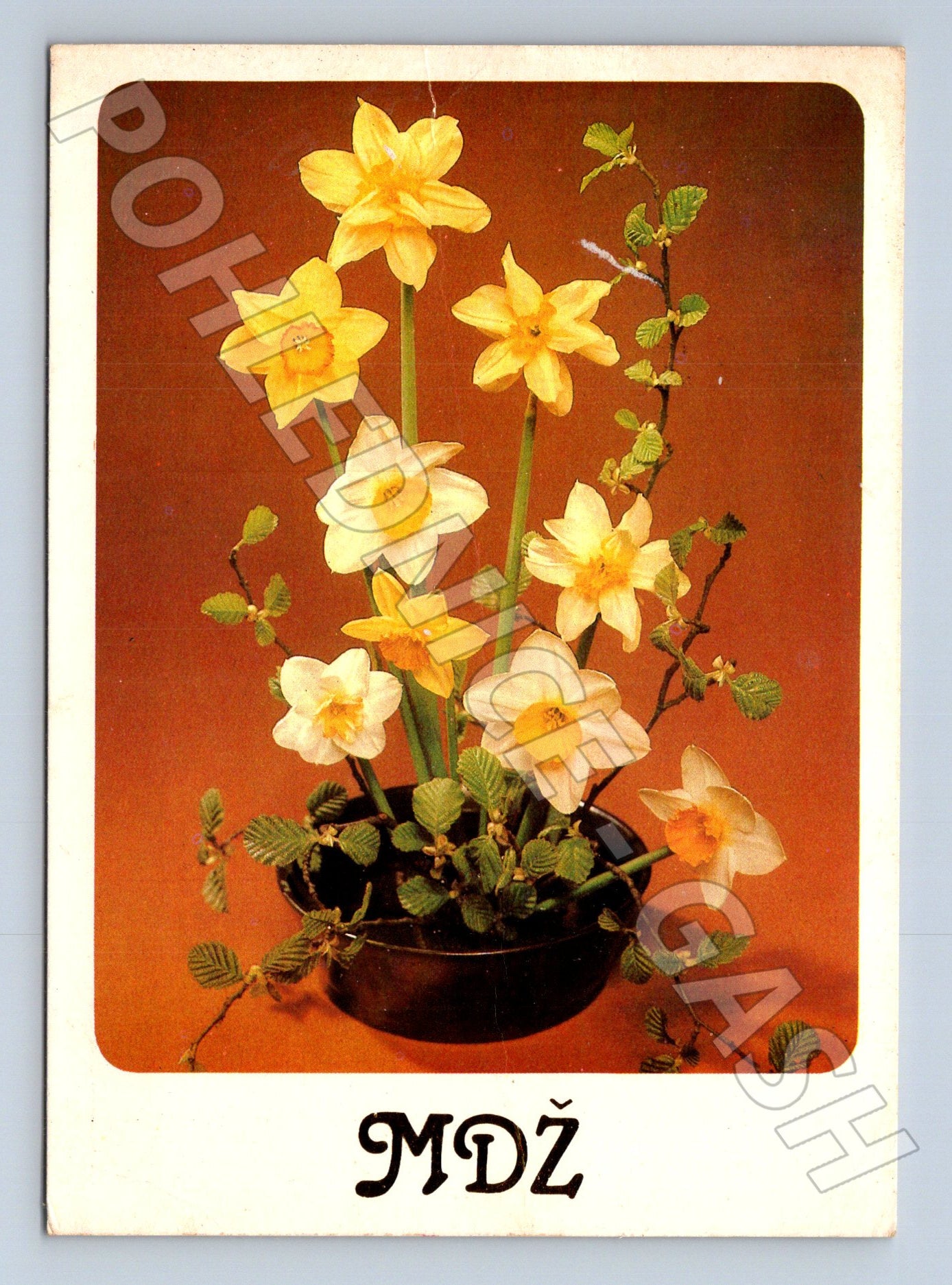 Pohlednice kytice narcisů MDŽ 1968 (M24742)