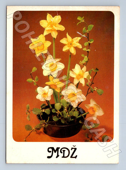 Pohlednice kytice narcisů MDŽ 1968 (M24742)