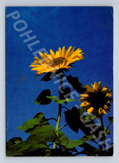 Pohlednice Slunečnice 1978 (M24744)