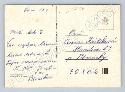 Pohlednice Kytice pivoňky Srdečné přání 1981 (M24747)