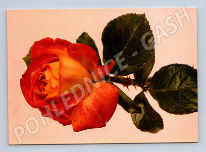 Pohlednice červenožlutá růže 1995 (M24757)