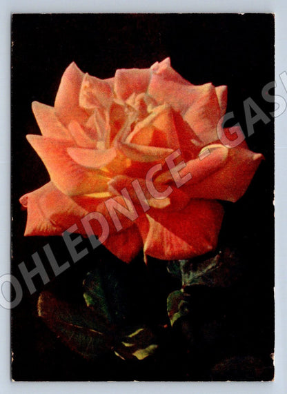 USSR 1959 White Rose Truth (M2477)