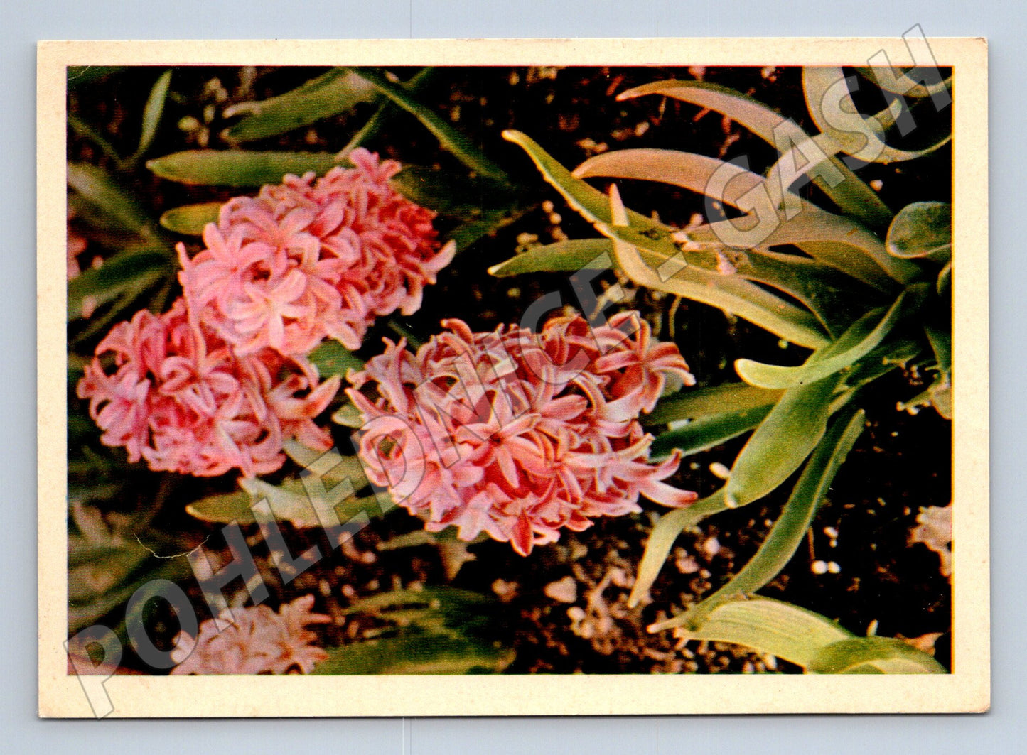 Pohlednice Rusko Hyacinty 1965 (M24831)