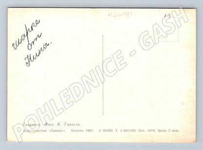 Pohlednice Rusko Hyacinty 1965 (M24831)