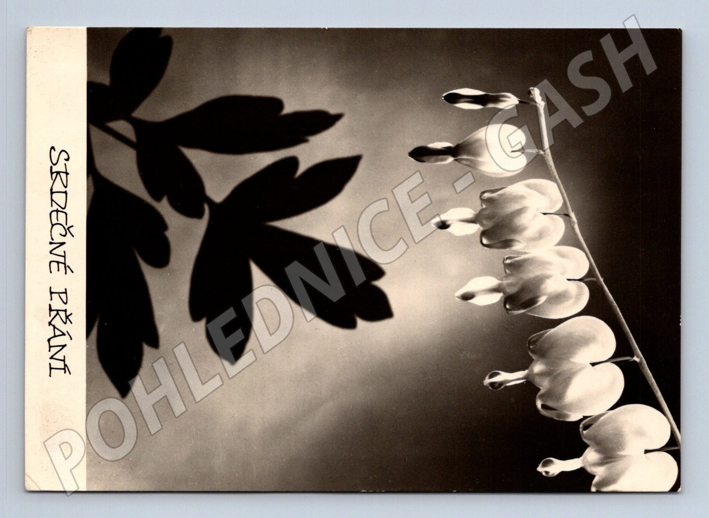 Pohlednice Československo SRDEČNÉ PŘÁNÍ květina 1943 (M24844)