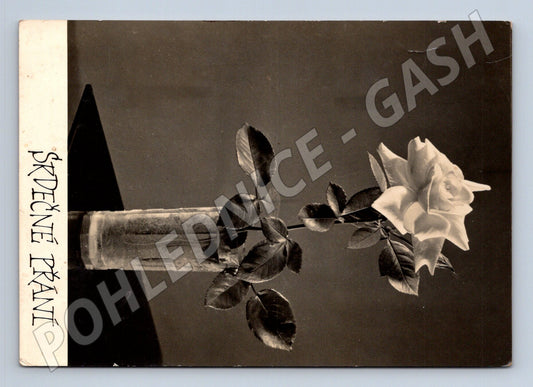 Pohlednice SRDEČNÉ PŘÁNÍ bílá růže 1968 (M24846)