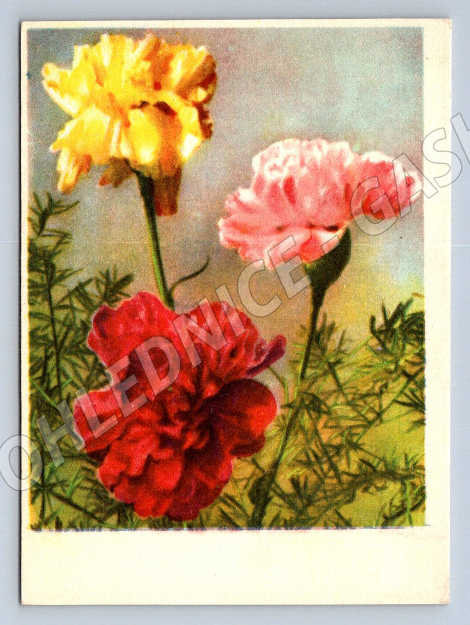 Beautiful postcard flowers ethnography (M2486)