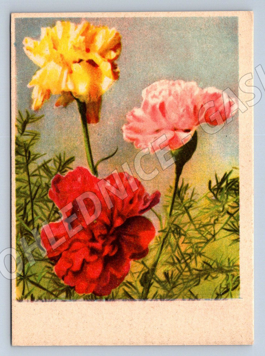 Flowers – three colorful vintage flowers (M2487)