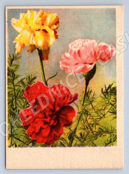 Flowers – three colorful vintage flowers (M2487)