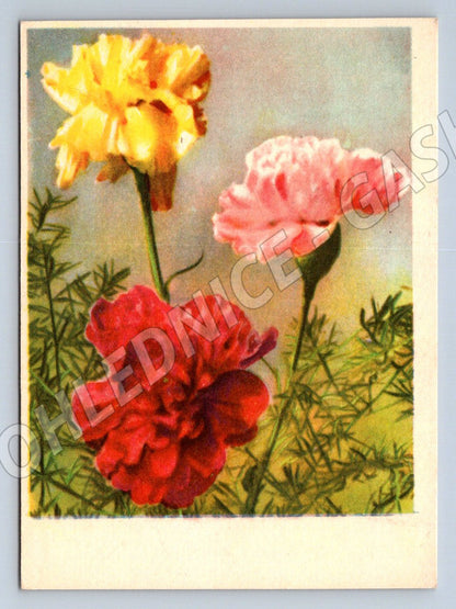 Carnations yellow red pink (M2488)
