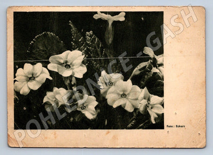 Folk Christmas card with ethnographic flowers (M2489)
