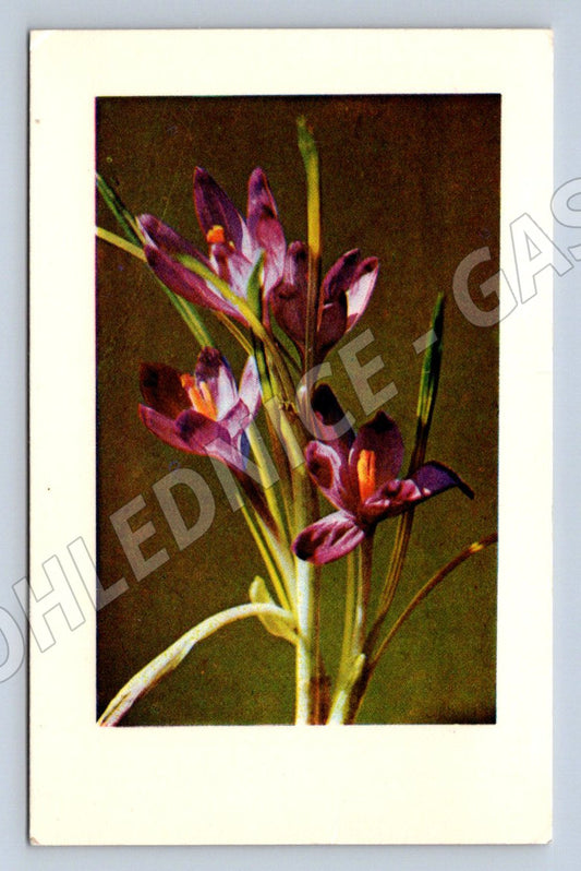 Flowers R. Ballustres 1944 ethnography (M2502)