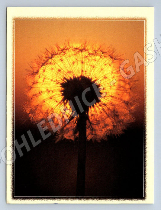 Dandelion backlit German (M2503)