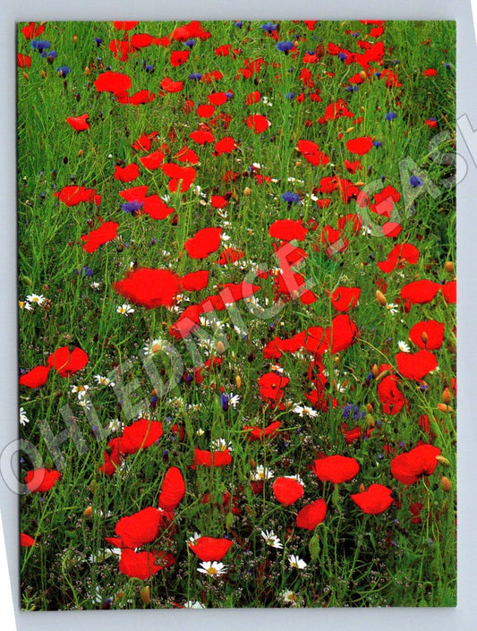 Luminous poppy U. Schneiders (M2504)