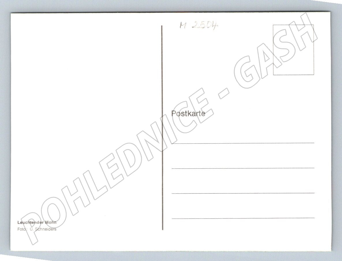 Luminous poppy U. Schneiders (M2504)