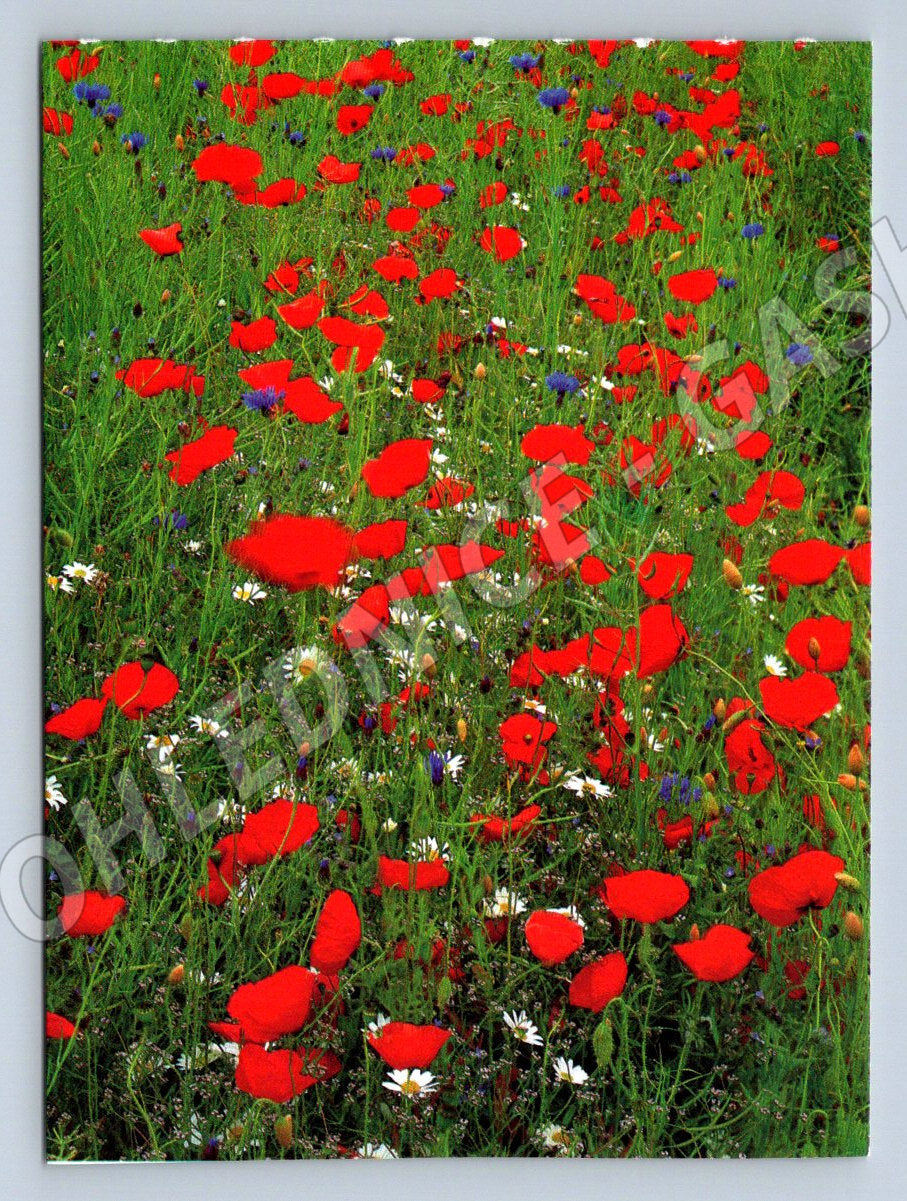 Red poppies in a meadow U. Schneiders (M2505)