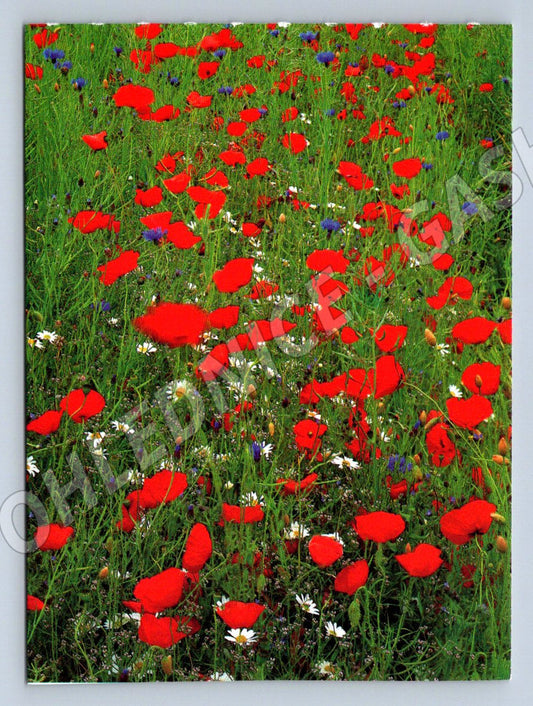 Red poppies in a meadow U. Schneiders (M2505)