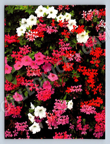 Geranium and Petunia photo by T. Schneiders (M2506)