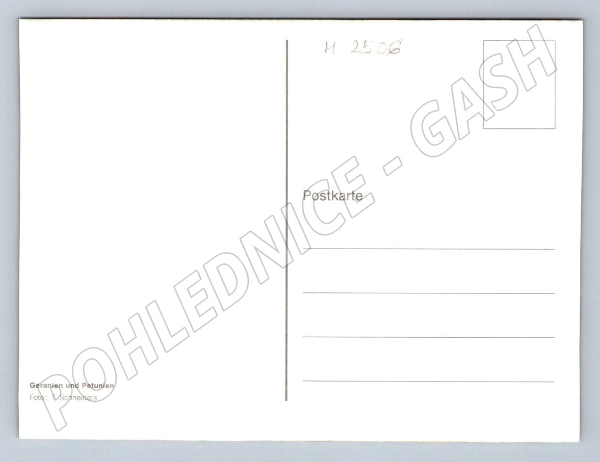 Geranium and Petunia photo by T. Schneiders (M2506)