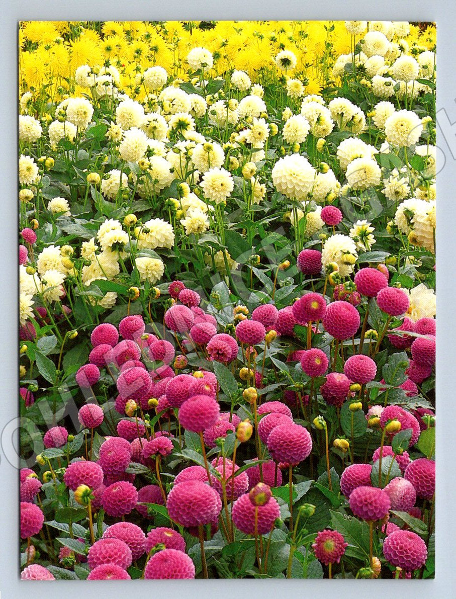 Pompon dahlias colored flowerbed (M2507)