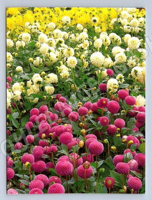 Pompom dahlias color photo (M2508)