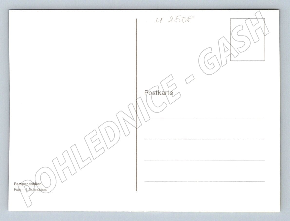 Pompom dahlias color photo (M2508)