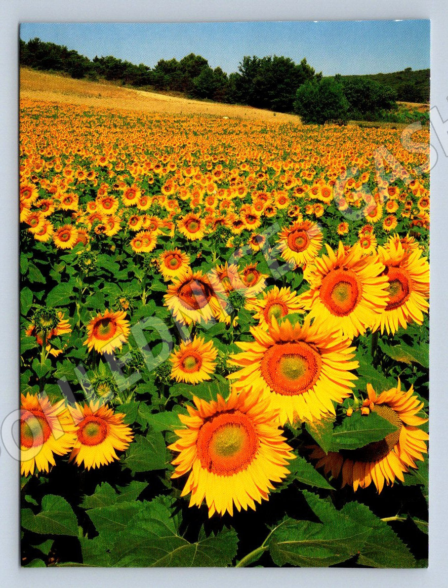 Sunflower field photo Klammet (M2510)
