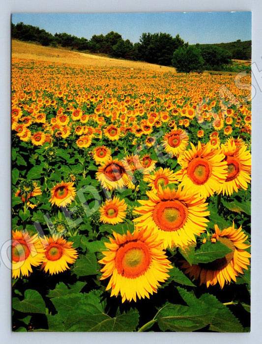 Sunflower field photo Klammet (M2510)
