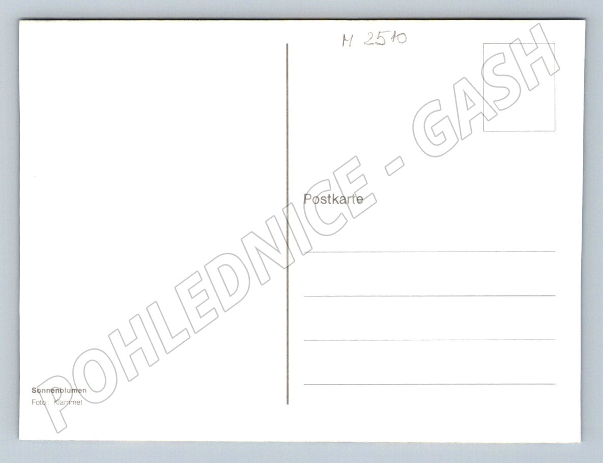 Sunflower field photo Klammet (M2510)