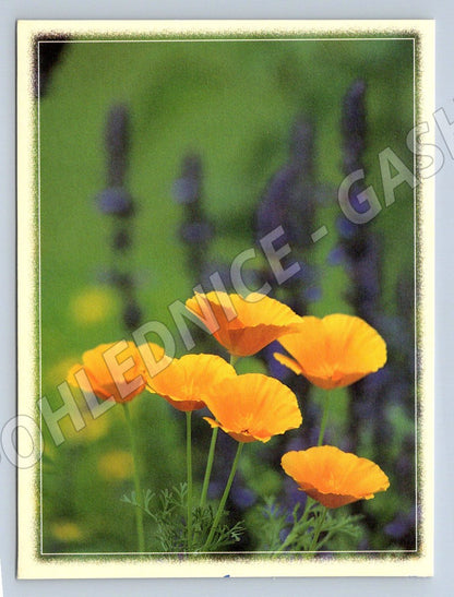 Orange flowers on green Mauthe GmbH (M2511)