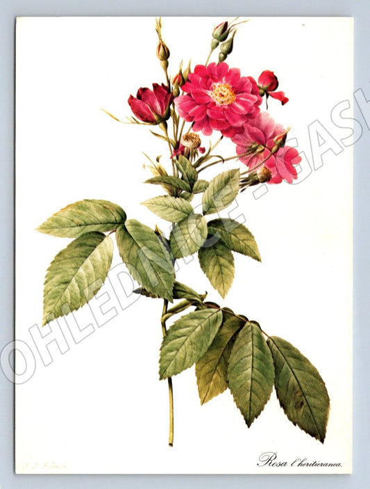 Rose Rosa Liebfrauen botanical illustration (M2512)