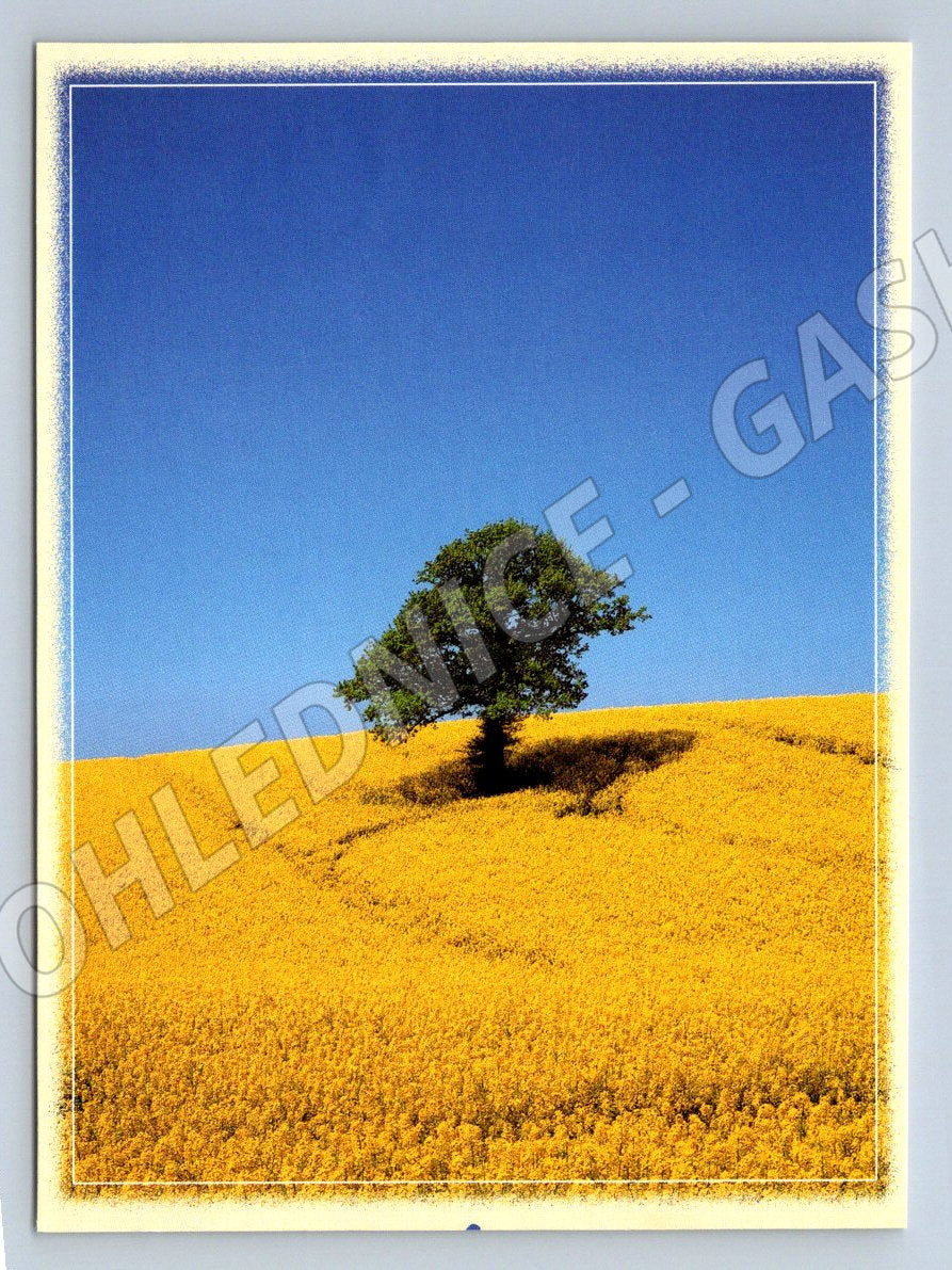 Lonely tree in a field blue sky (M2513)