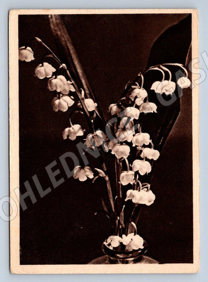 B&amp;W lilies of the valley Vincentinum (M2514)