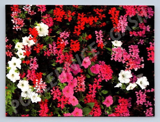 Geranium and Petunia flower photo (M2515)
